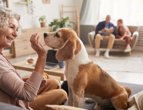 Pet-Friendly Assisted Living in Sun City Center, FL