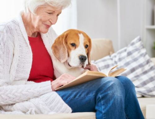 Furry Companions: Caring for Aging Pets in Sun City Center Assisted Living Facilities